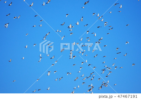 青空の中を飛翔する鳩の群れ 47467191