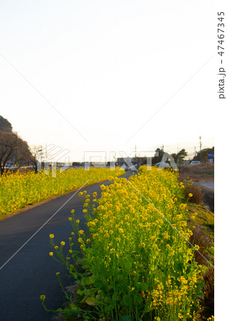 鹿児島県姶良市加治木町の菜の花ロード　菜の花　加治木町 47467345