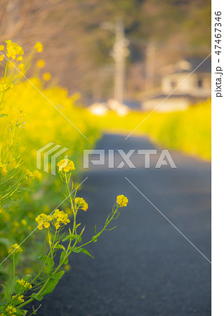 鹿児島県姶良市加治木町の菜の花ロード 菜の花 加治木町 鹿児島県姶良市加治木町の菜の花ロード 菜の花 加治木町 47467346