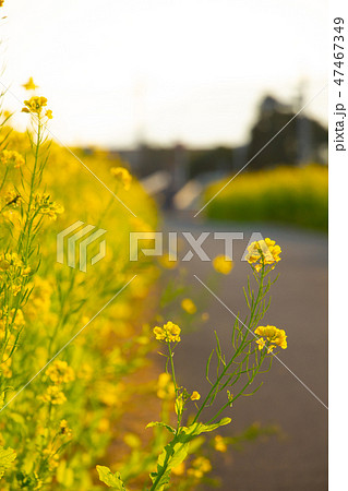 鹿児島県姶良市加治木町の菜の花ロード　菜の花　加治木町 47467349