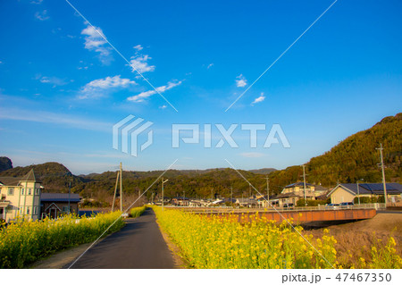 鹿児島県姶良市加治木町の菜の花ロード　菜の花　加治木町 47467350