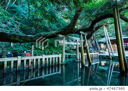 鹿島神宮 御手洗池 みたらしいけ （茨城県鹿嶋市） 2019年1月現在 47467360