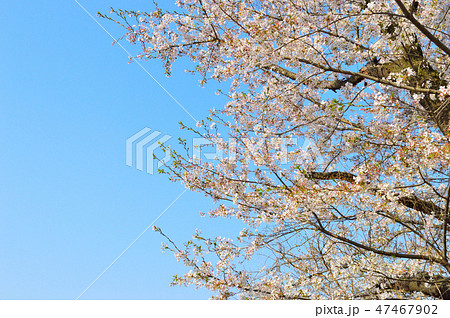 <イメージ> 満開の桜と青空(左スペース) <イメージ> 満開の桜と青空(左スペース) 47467902