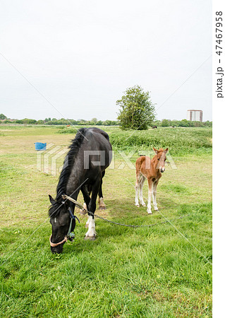 草原でくつろぐ馬の親子 47467958