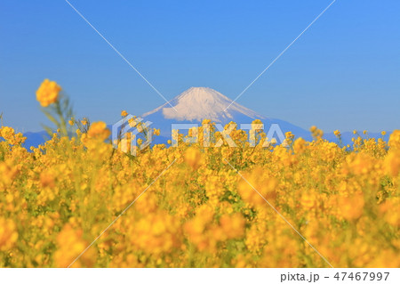 ソレイユの丘の菜の花畑と富士山 47467997