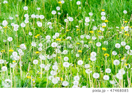 雑草の中に群生するタンポポの綿毛の写真素材