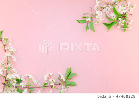 White spring cherry tree blooming brunch White spring cherry tree blooming brunch 47468329