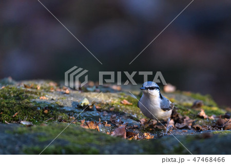 ゴジュウカラ ゴジュウカラ 47468466