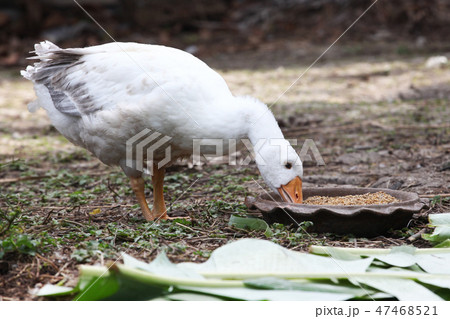 goose eat food in garden goose eat food in garden 47468521