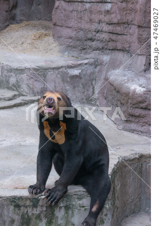 天王寺動物園のマレーグマの写真素材
