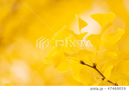 銀杏の葉 47469059