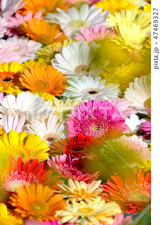 ガーベラ 47469327