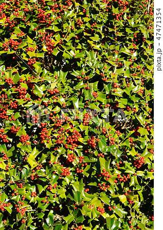 クリスマスホーリー（西洋ヒイラギ） 47471354