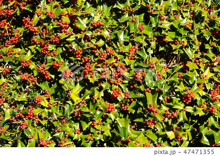 クリスマスホーリー（西洋ヒイラギ） 47471355