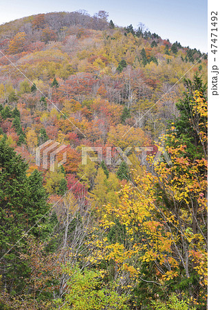 擬宝珠山の紅葉 47471492