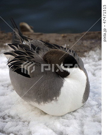 動物鳥写真 野鳥 水鳥 オナガガモの寝姿 オナガガモはもう眠い 夢見るオナガガモの写真素材