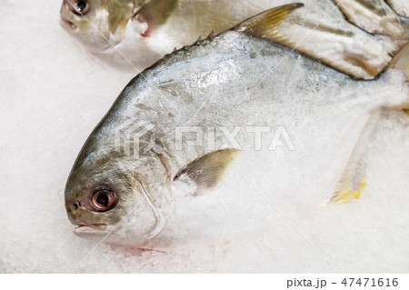 Golden Pomfret fishes on ice 47471616