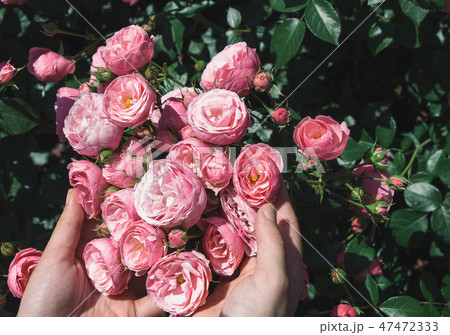 Beautiful fresh roses in hand Beautiful fresh roses in hand 47472333