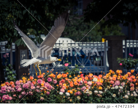 seagull by the fountain in a rose garden seagull by the fountain in a rose garden 47472334