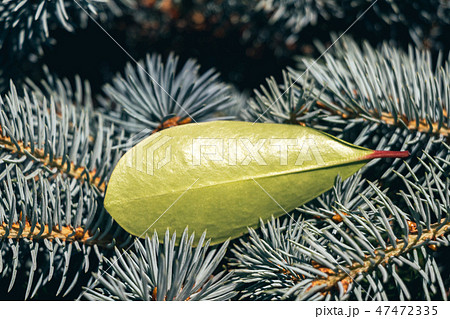 Part of a tree and leaves as background texture 47472335