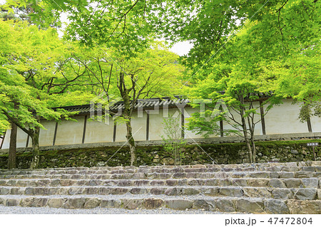 京都・二尊院・紅葉の馬場・青もみじ 47472804