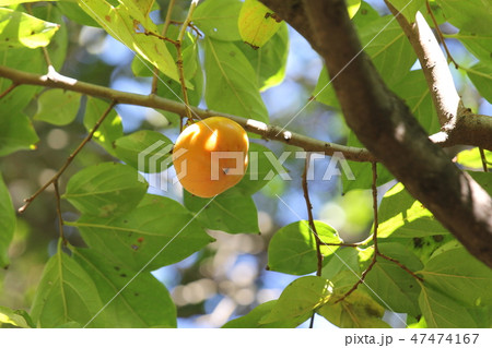 次郎柿 47474167