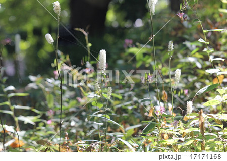 シライトソウ 47474168