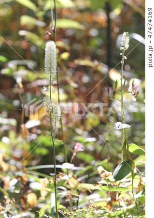 シライトソウ 47474169