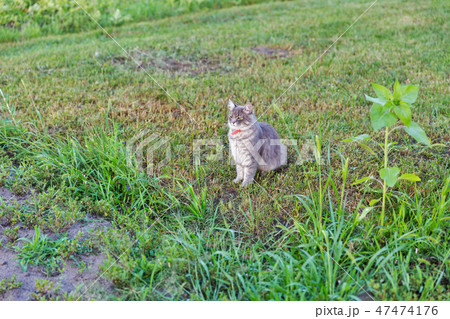 Gray street cat outdoor Gray street cat outdoor 47474176