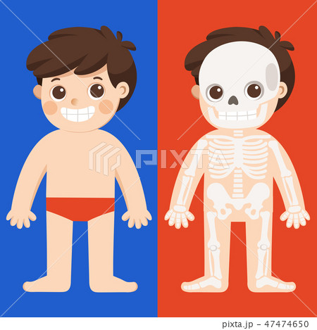 Kid body anatomy vector. Human skeleton. 47474650