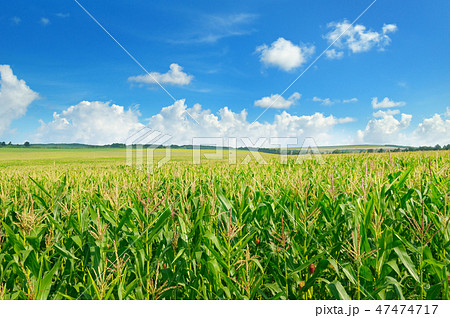 Green corn field and blue sky. Green corn field and blue sky. 47474717