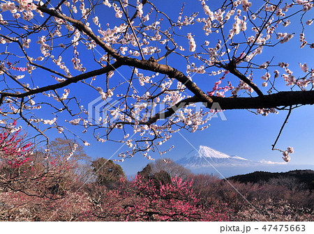梅と富士山-222499 梅と富士山-222499 47475663