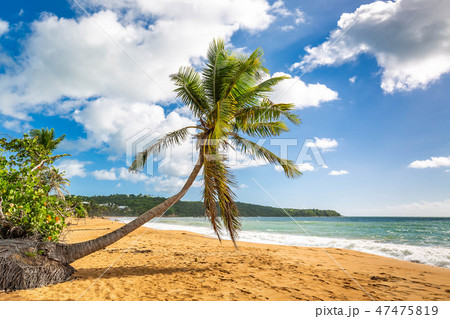 Exotic Caribbean shore of Puerto Rico beach Exotic Caribbean shore of Puerto Rico beach 47475819