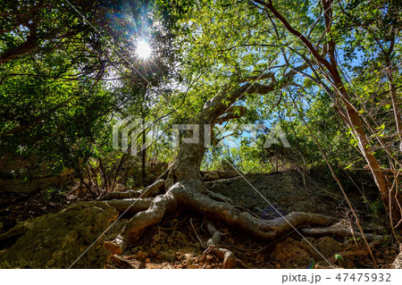 Old Guayacan tree place at guanica dry forest Old Guayacan tree place at guanica dry forest 47475932