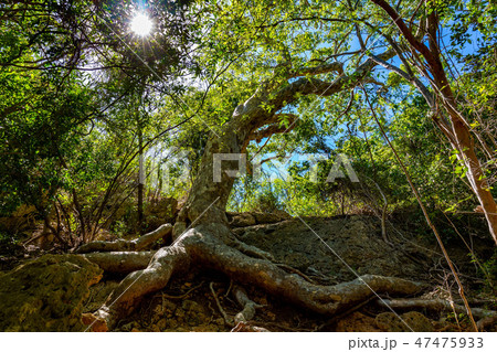 Old Guayacan tree place at guanica dry forest Old Guayacan tree place at guanica dry forest 47475933