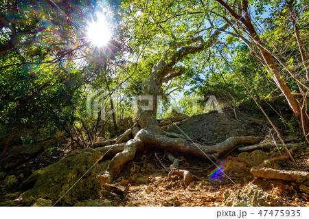 Old Guayacan tree place at guanica dry forest Old Guayacan tree place at guanica dry forest 47475935