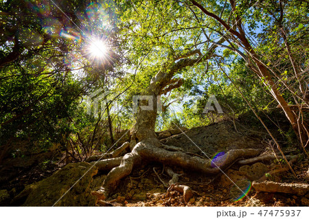 Old Guayacan tree place at guanica dry forest 47475937