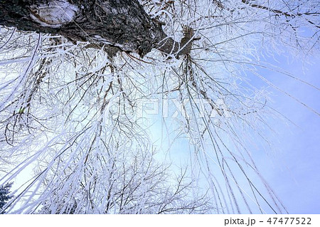 枝垂柳と針葉樹　樹氷　霧氷　冬 47477522