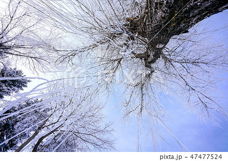 枝垂柳と針葉樹　樹氷　霧氷　冬 47477524
