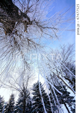 枝垂柳と針葉樹　樹氷　霧氷　冬 47477525