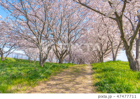 桜のトンネル　桜堤公園　日吉津村 47477711