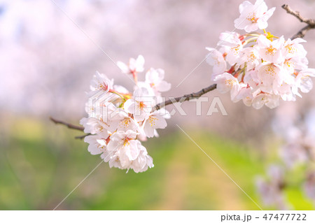 桜のトンネル　桜堤公園　日吉津村 47477722