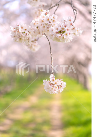 桜のトンネル　桜堤公園　日吉津村 47477723