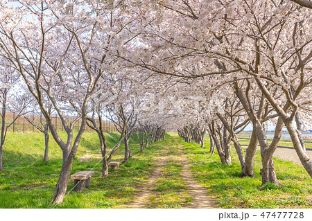 桜のトンネル　桜堤公園　日吉津村 47477728