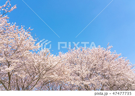 桜並木 桜並木 47477735