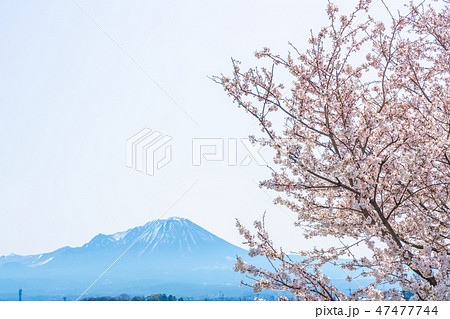 桜と大山 47477744