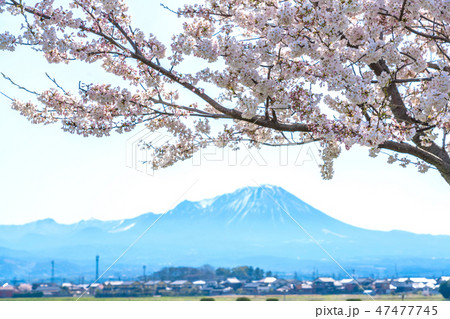 桜と大山 47477745