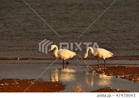 猪苗代湖の白鳥 47478043