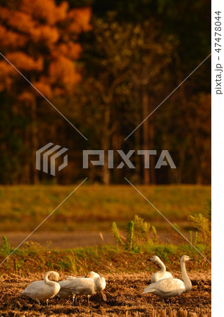 猪苗代湖の白鳥 47478044