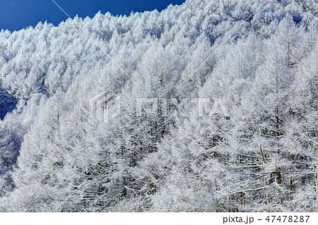聖高原の霧氷 聖高原の霧氷 47478287
